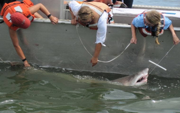 Image: Researchers catching a sand tiger shark