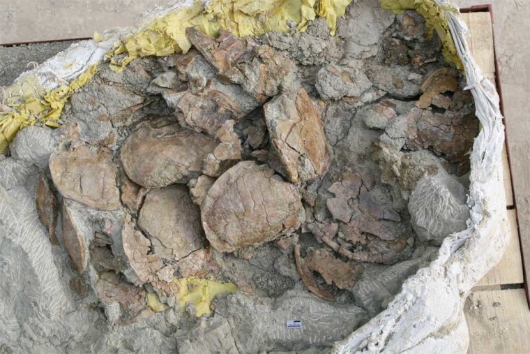 "This site has probably more than doubled the known number of individual turtles from the Jurassic," said University of Tubingen turtle expert Walter Joyce. "Some of the shells were stacked up on top of one another in the rock." Joyce added that this pile-up is called a bone bed.