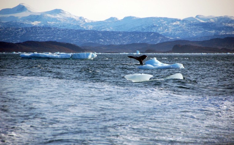 Image: Whale dives into sea off the coast of Greenland's capital Nuuk
