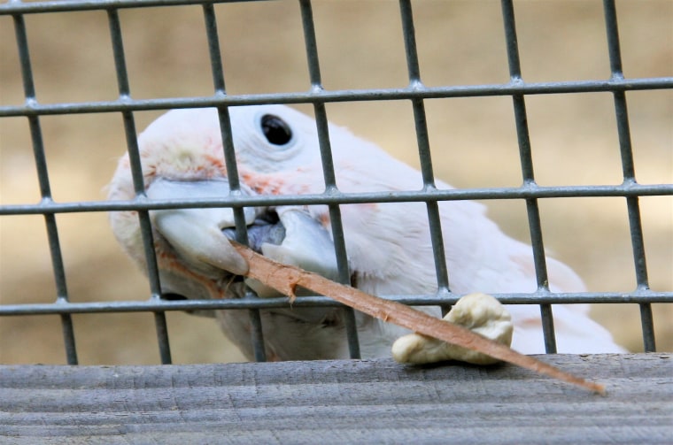 Image: Goffin's cockatoo named Figaro
