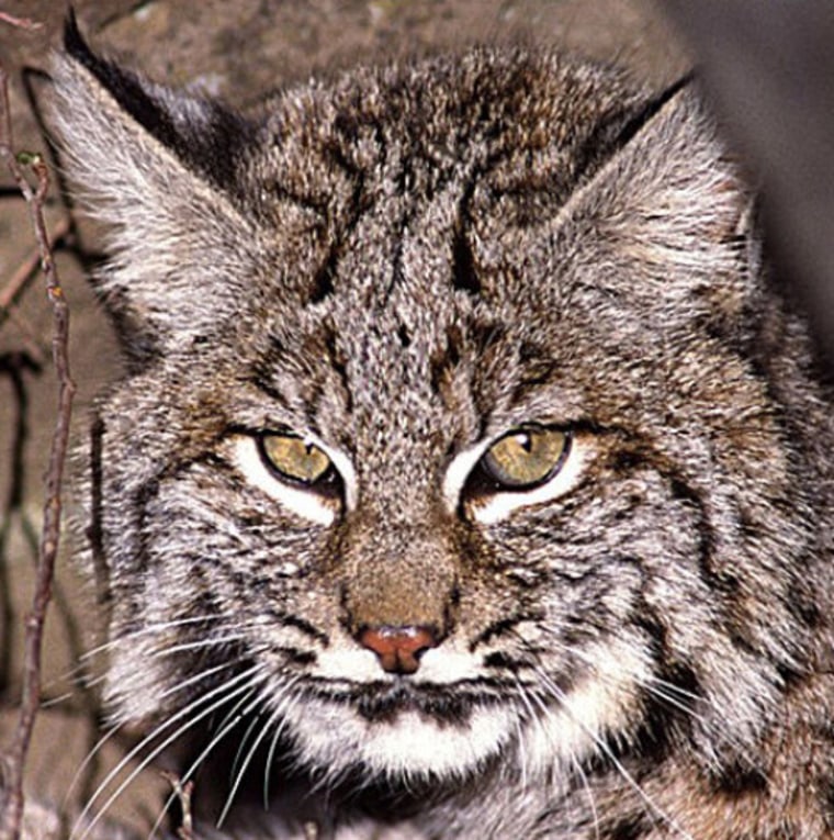 Bobcats and humans swap diseases in urban areas