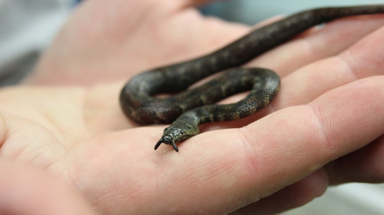 One of eight tentacled snakes, which sport little feelers on their noses, born at the Smithsonian's National Zoo. 