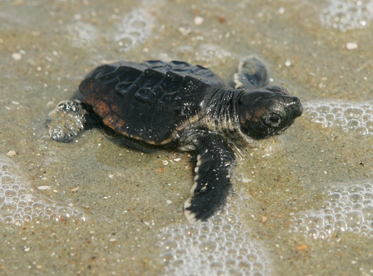A baby loggerhead turtle makes its way to the ocean from the nest in this photo taken July 31, 2009, at the Cape Romain National Wildlife Refuge in South Carolina.