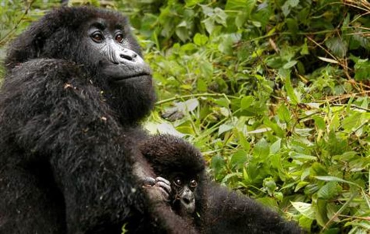 A female adult mountain gorilla cuddles her baby in Rwanda's Volcanoes National Park.