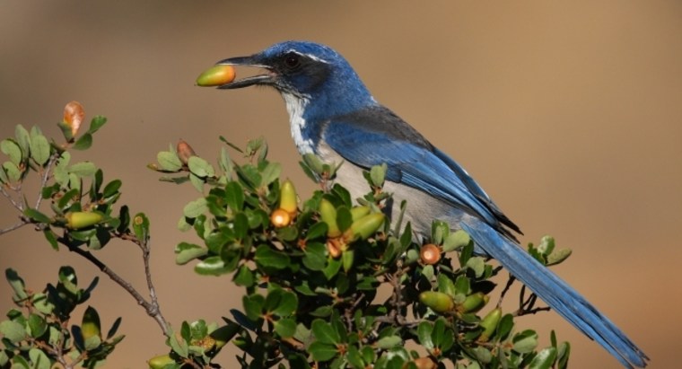 The International Union for Conservation of Nature has changed the island scrub jay's status from near-threatened to the higher-risk category of vulnerable.
