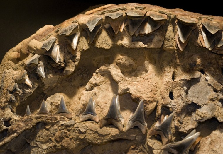 This well-preserved fossil is the only intact partial skull ever found of a white shark that lived about 4.5 million years ago named Carcharodon hubbelli.