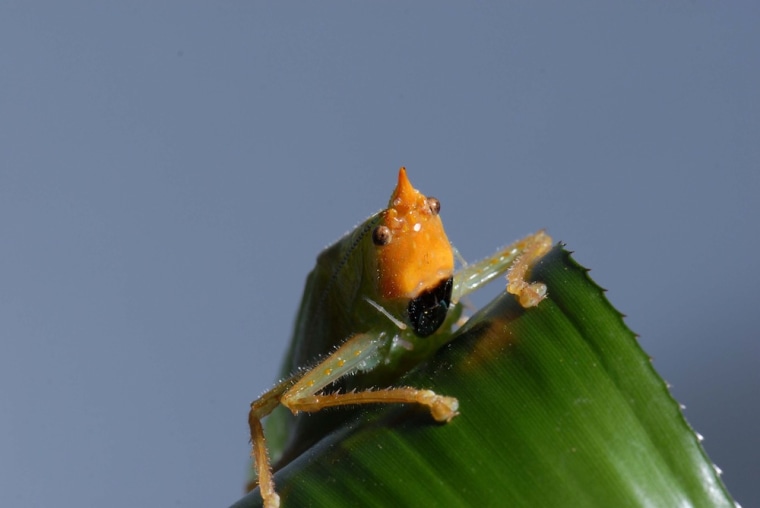 Copiphora gorgonensis, a South American katydid found to have remarkably human-like ears in a study in the journal Science.