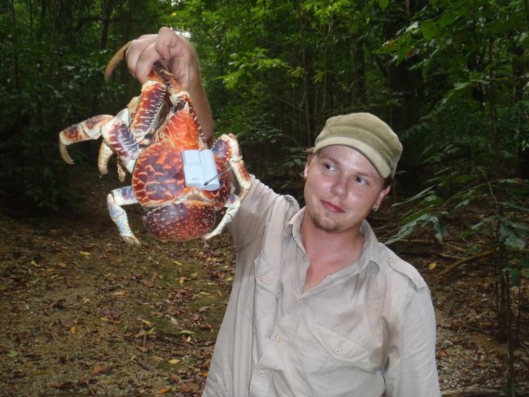 Research Jakob Krieger holds a giant robber crab tagged with a GPS tracking device.