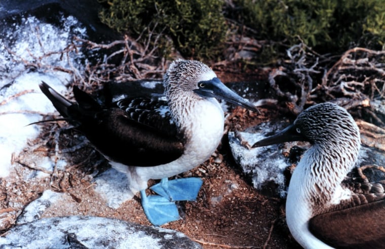 Invasive rodents threaten the eggs of Galapagos Island birds, such as these blue-footed boobies photographed on Espanola Island.