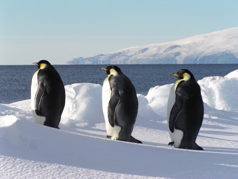 Emperor penguins near the sea in Antarctica.