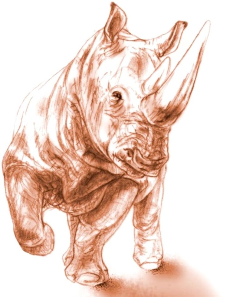 When alive, the rhino (Ceratotherium neumayri) would have weighed between 3,300 and 4,400 pounds (1,500 and 2,000 kilograms), about the size of a young white rhino, though sporting a shorter head. The animal was 10 to 15 years old, a young adult, when it died in a Pompeii-style eruption.