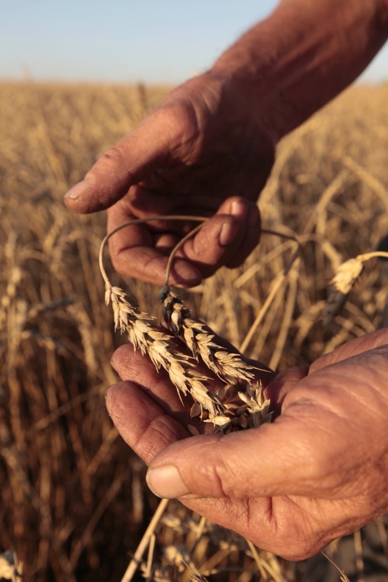Image: Russian wheat