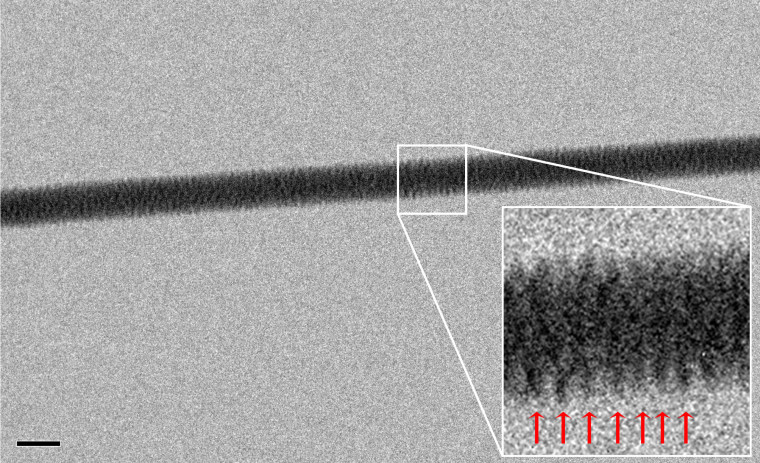 DNA's double-helix structure is on display for the first time in this electron microscope photograph of a small bundle of DNA strands.