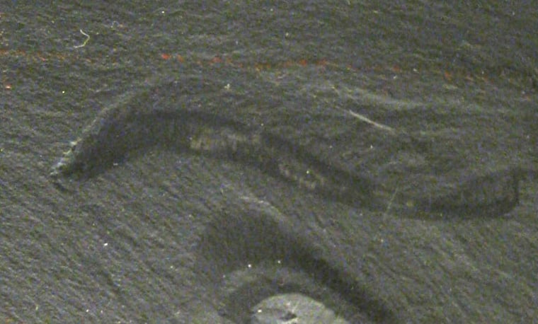 Gene duplications in the ancient sea worm Pikaia (fossil specimen shown here at the Smithsonian) some 550 million years ago may explain vertebrate smarts.