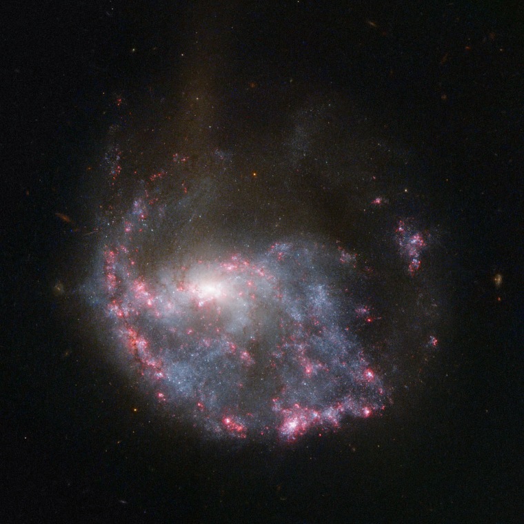 An almost complete circle of bright pink nebulas skirts around a spiral galaxy in this NASA/ESA Hubble Space Telescope image of NGC 922.