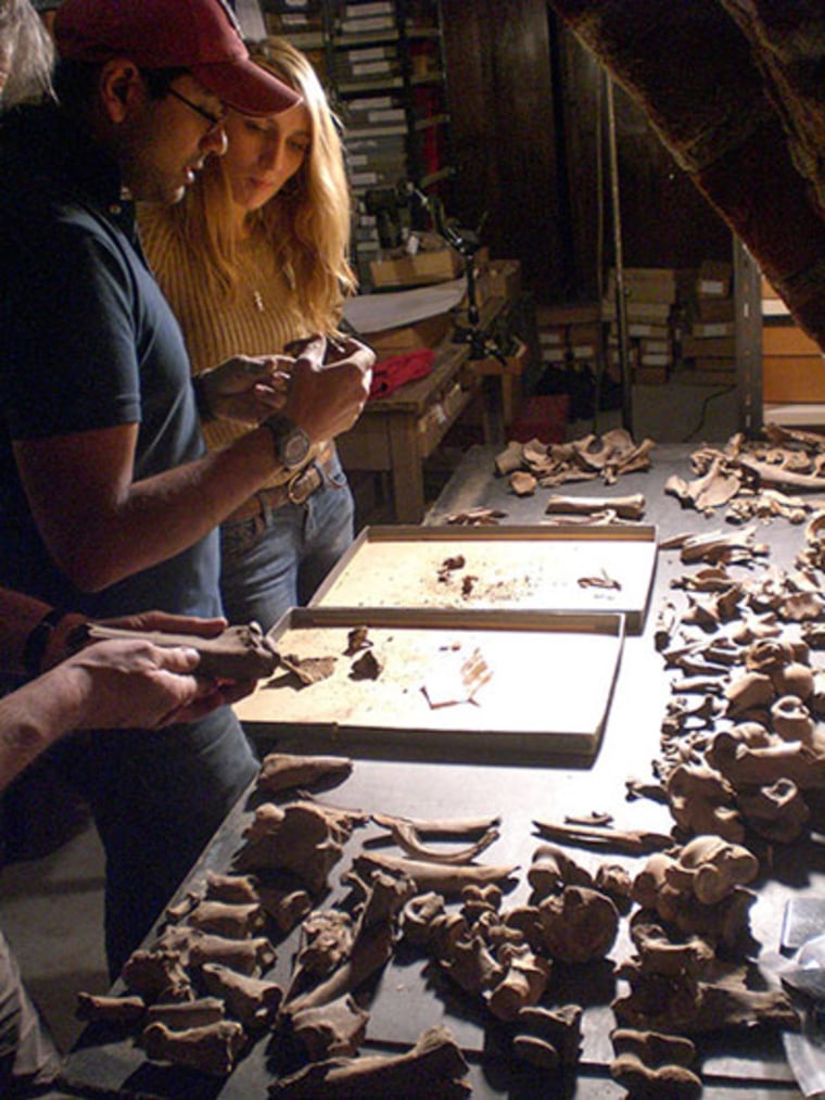 Stanford assistant professor Krish Seetah and Reading University student Rose Calis analyze animal bones in the basement of Riga Castle, Latvia.