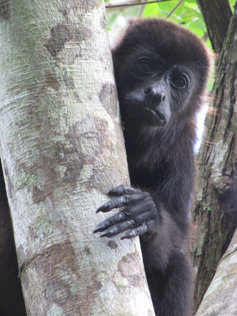 A female mantled howler monkey in Tabasco, Mexico.