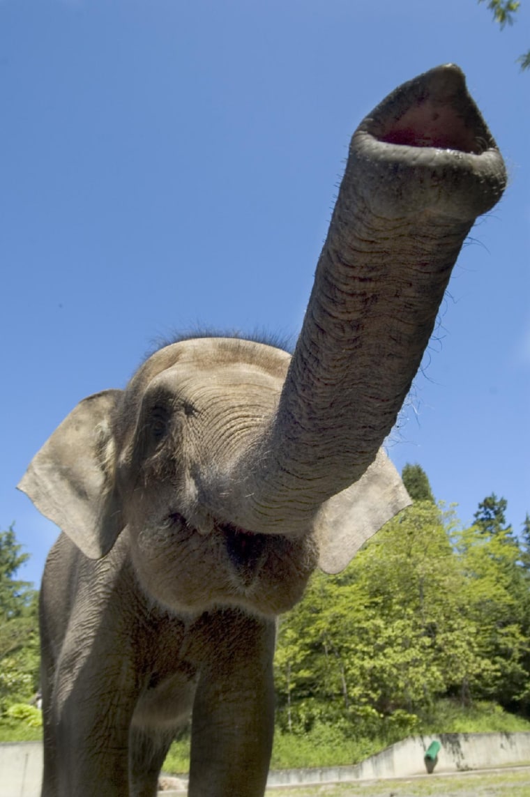 A recent study examined DNA from 10 elephants, nine of them from Sabah, and one from the Oregon Zoo. The Oregonian elephant, Chendra, is shown above. According to the zoo’s bio for her, wildlife officials found Chendra orphaned, alone and hungry near a palm-oil plantation on Borneo. She had wounds on that ultimately left a poor candidate for release back into the wild.