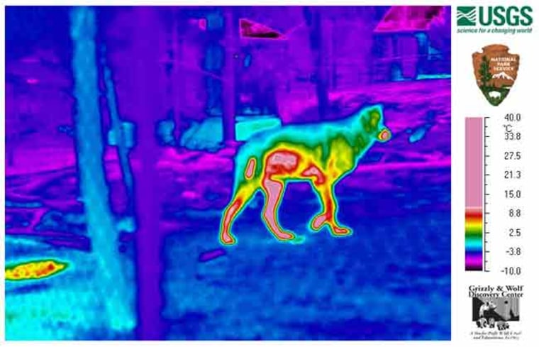Image: Thermal imagery of a wolf