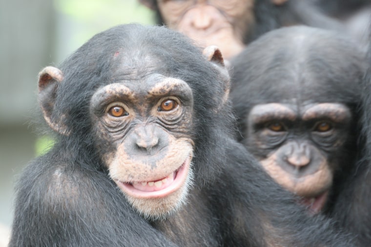 Unlike human brains, those of chimpanzees don't go through a rapid explosion in neural connectivity during the first two years of life, which may explain humans' superior intelligence.