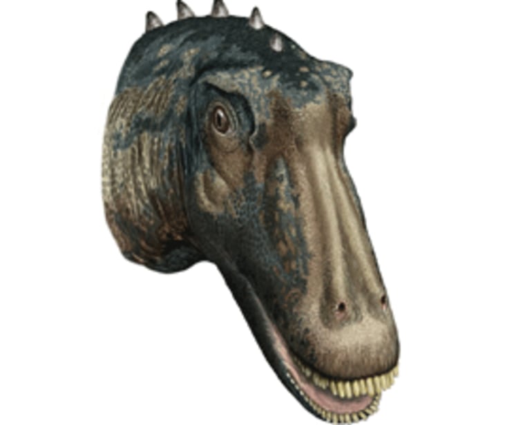 Kaatedocus siberi had such large teeth that its mouth perpetually looked to be smiling a huge grin. 