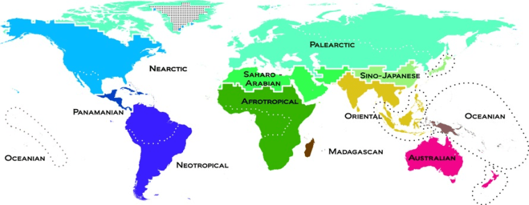 This new global map shows the division of nature into 11 large biogeographic realms and shows how these areas relate to each other.