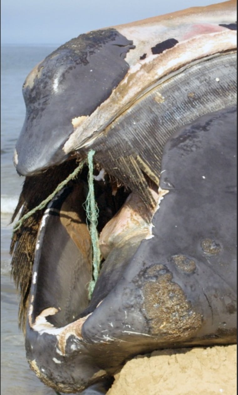 dead whale entangled in filament rope