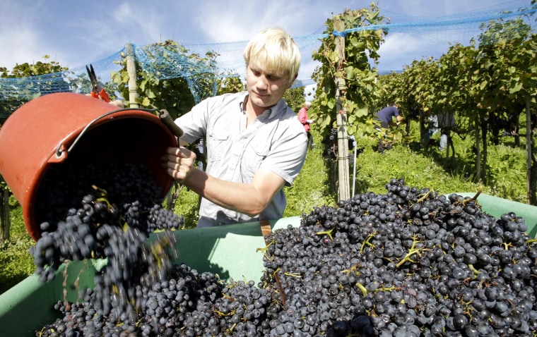 Image: Pinot Noir grapes