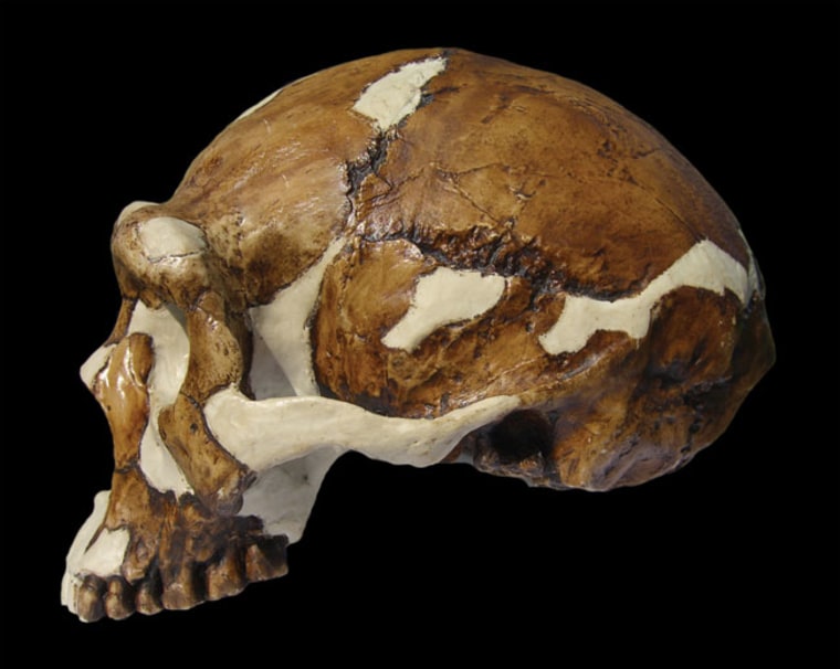 Image: Homo erectus skull