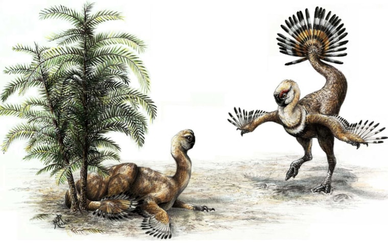 New research suggests male oviraptor dinosaurs would shake their tail feathers to woo potential female mates (reconstruction of such wooing shown here).