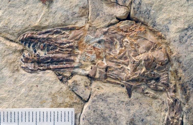 Image: Fossil bird teeth
