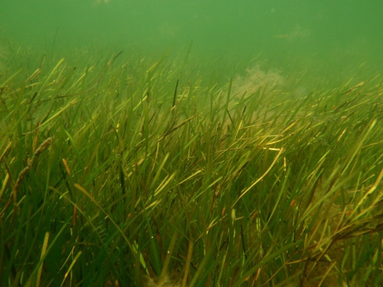 It's hard to understate the importance of eelgrass, above, and other seagrasses.