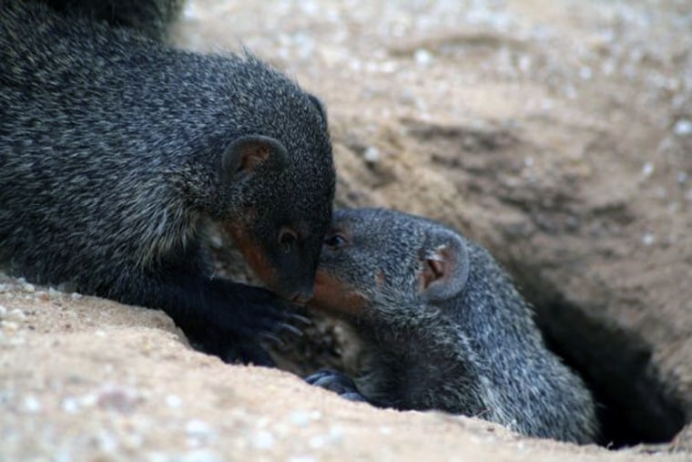 Researchers found that the single-syllable call of the banded mongoose is actually structured, and perhaps like the vowel and consonant system of human speech.