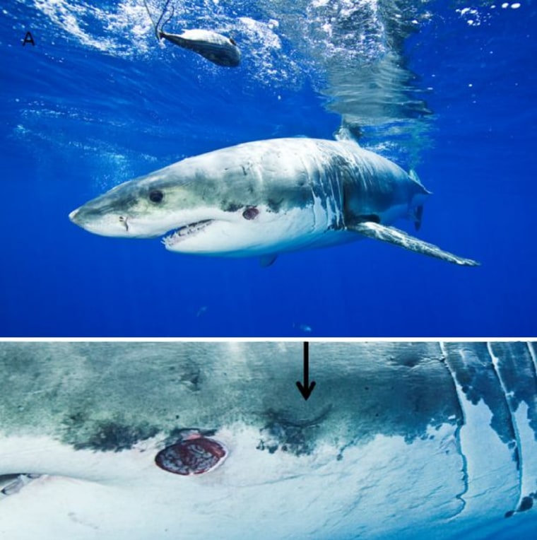 Two pictures of the great white shark with bite and scar inflicted by a cookiecutter shark. To the right of the fresh bite (arrow) is a suspected crescent-shaped scar from an earlier bite.