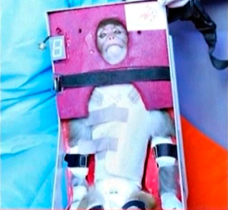 Image: Video footage from Iran's state-run English language Press TV showing the monkey that was launched into space.
