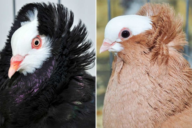Two rock pigeon breeds, the old Dutch capuchine (left) and komorner tumbler, are not closely related, yet they both have feathery ornamentation on their heads known as a crest.