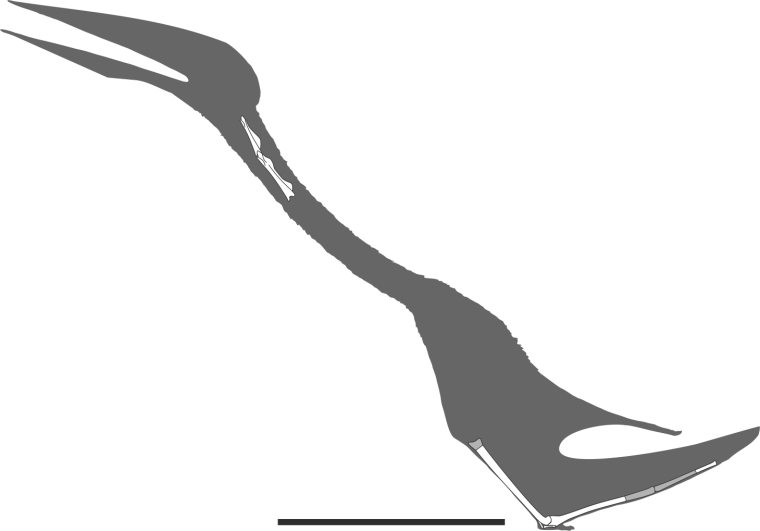 This image shows a full body reconstruction of the new type of pterosaur Eurazhdarcho langendorfensis, with preserved skeletal elements in white.