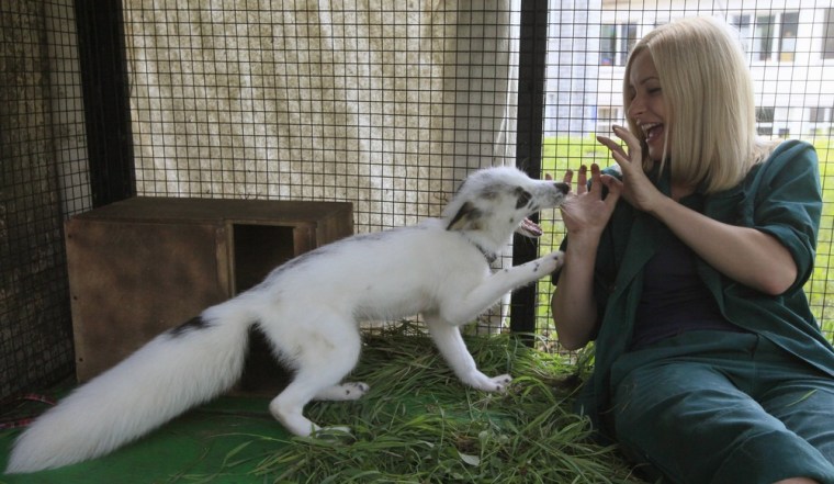 Image: Zoo employee Mikhailova plays with Vesna, a four-month-old female snow fox cub, in an enclosure at the Royev Ruchey zoo in Krasnoyarsk