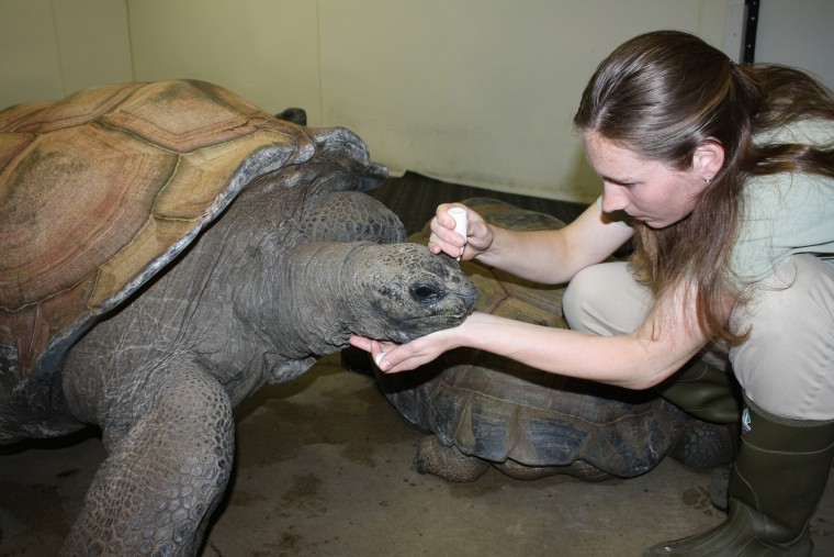 Zookeeper Shannon Osterholm administers eye drops to Barnaby. The 500-pound Aldabra tortoise has suffered an off-and-on pool of blood between his cornea and iris for the past year.