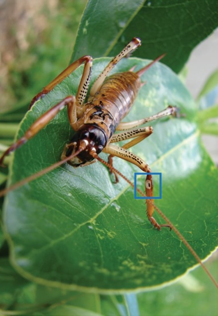A female Auckland tree weta. The blue box marks the location of the auditory structures.