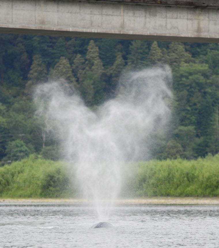 Image: Whale blows heart-shaped water spout