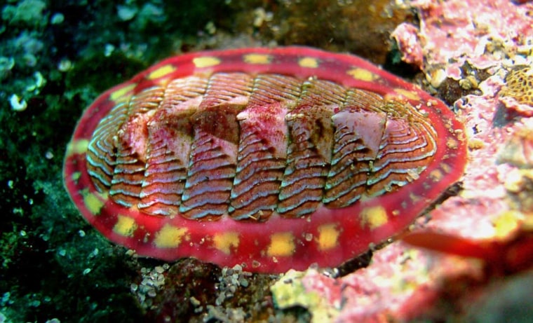 This lined chiton, whose anterior end is to the right, lives about 50 feet below the water's surface near Whidbey Island, Wash.