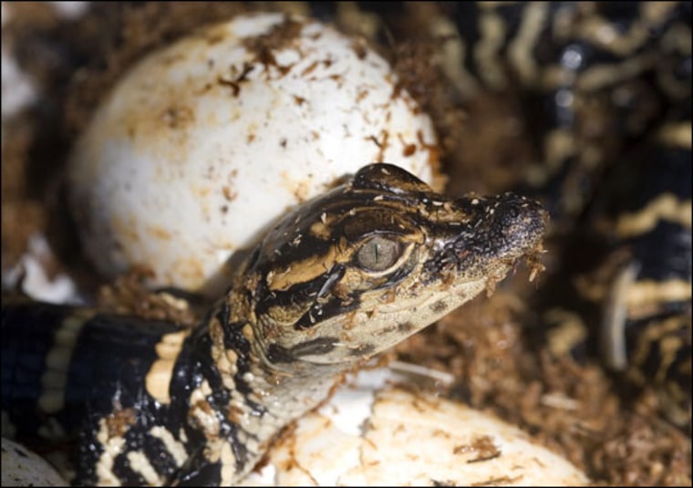 iStockPhoto |
 
Success Story
To figure out how alligators and their ancestors have survived for millions of years under varying oxygen conditions, researchers incubated three separate groups of alligator eggs, exposing them to environments containing 12 percent, 21 percent, and 30 percent oxygen. The results of the study could help explain how dinosaurs once rose to dominate the Earth. |