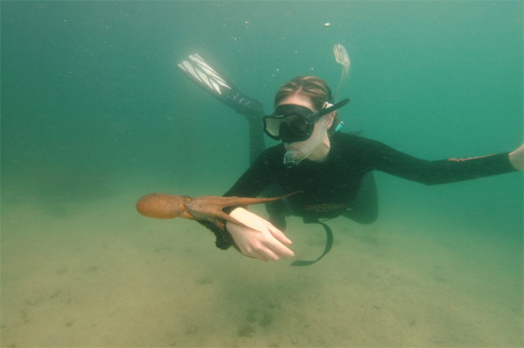 Researcher Renata Pronk catching and releasing the so-called gloomy octopus, which has a body length of about 10 inches and arms reaching about 31 inches.