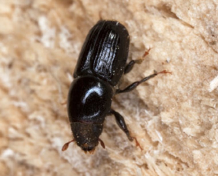 A bark beetle is shown. The insects infest and destroy trees, but acoustic stress may be one way to combat the pests.
