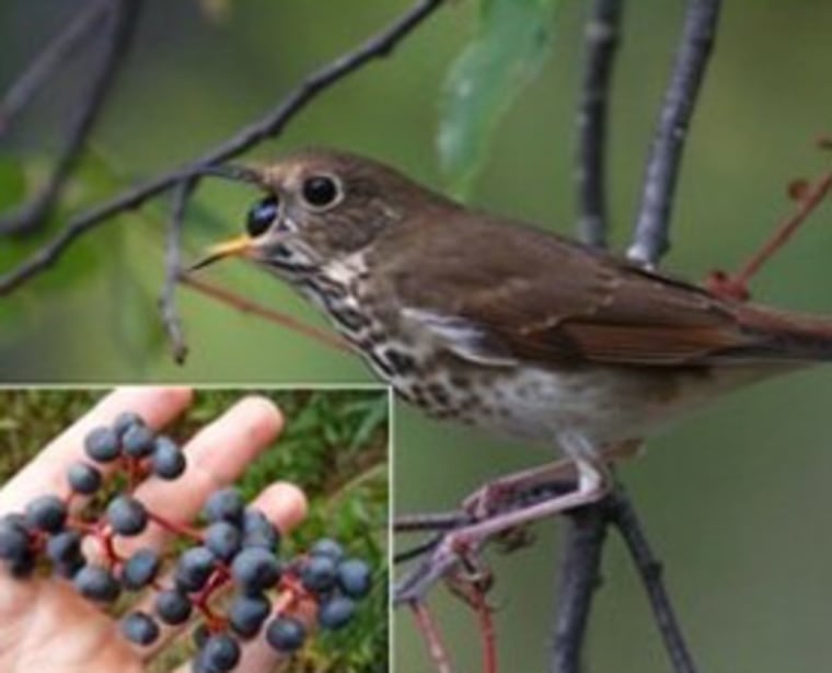 A hermit thrush gulps down a wild berry to bulk up on antioxidants. Some berries — bird travel food — are shown in a researcher's hand. 