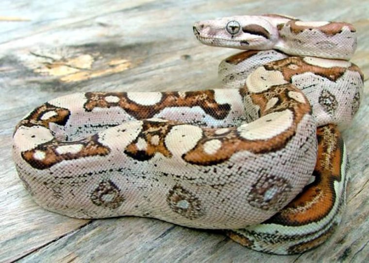 The mother boa constrictor gave birth, twice, to a total of 22 caramel-colored females, one of which appears in this photo. 