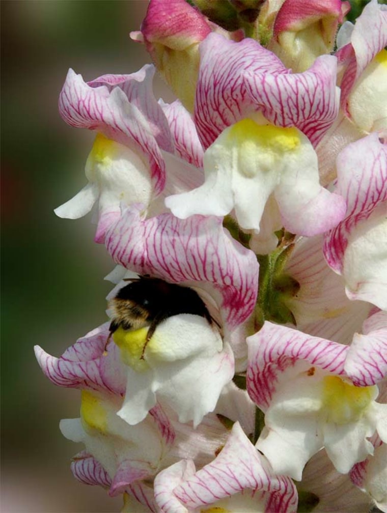 Bees like this one are the main pollinators of snapdragon flowers, as the insect is able to open up the petals and get inside where the nectar and pollen reside.