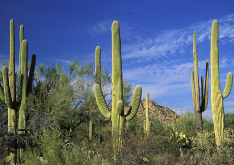 iStockPhoto |
 
Getting Protective Tech
Saguaros are the main attraction at Arizona's Saguaro National Park and soon they will be implanted with radio frequency identification tags to try and stem a rash of cacti thefts. |