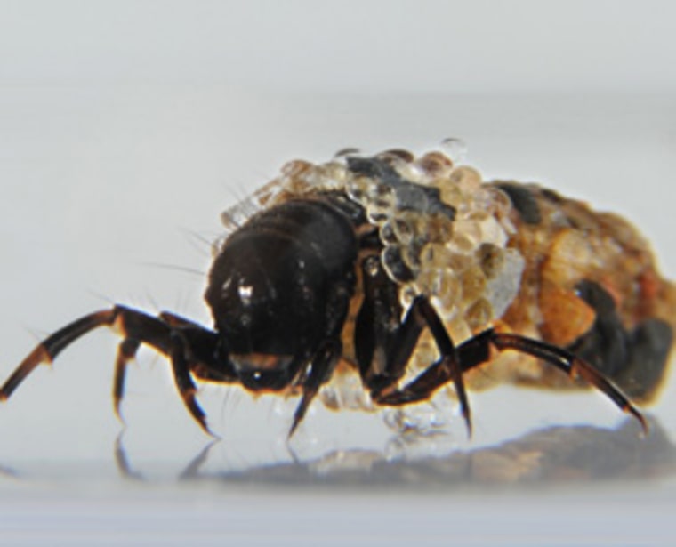 Despite its resemblance to Hollywood's fictional "Alien," the critter shown here is a caddisfly larva known to western U.S. fly fishermen as a "rock roller." The larva builds and carries its own underwater shelter case, using ribbons of natural sticky silk to stitch together grains of sand and rock.
